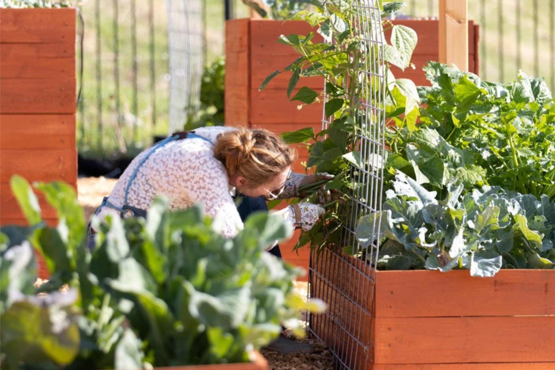 Picking green beans from the trellis in a raised cedar bed, broccoli and kale filling the beds alongside.