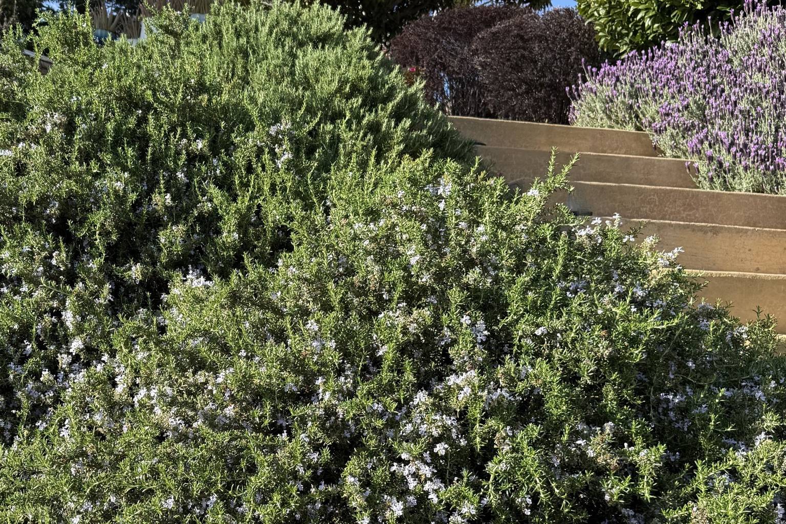 Rosemary in full bloom spilling down the slope beside the garden stairs, Spanish lavender flowering at the top of the steps.
